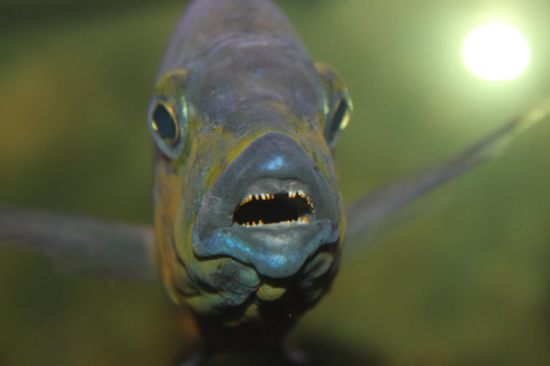 Protomelas sp. 'mbenji thick-lip' Mbenji Island